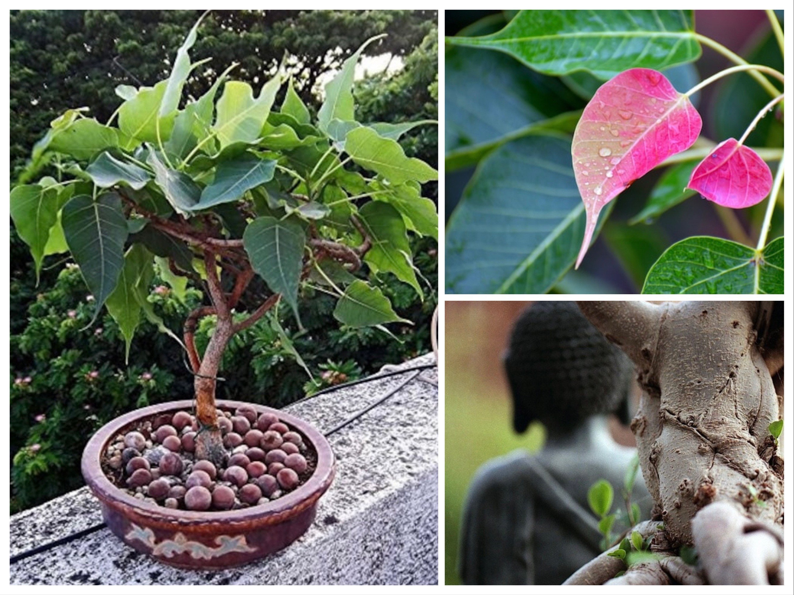 Bulk Sacred Fig Bonsai Seeds, Buddha Tree, Peepal, Bodhi, Ficus Religiosa FC011C
