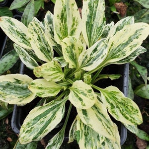 May include: A close-up of a plant with long, variegated leaves. The leaves are a mix of creamy white and green, with the green appearing in irregular patterns. The plant is in a black pot, and the background is blurred.