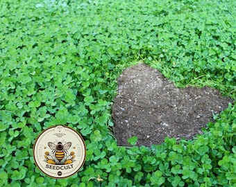 25,000 True Micro Clover Eco Friendly Lawn Replacement Seeds, Trifolium Repens var. Pirouette, Ground Cover TR0325M