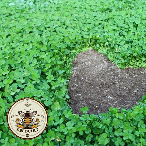 25,000 True Micro Clover Eco Friendly Lawn Replacement Seeds, Trifolium Repens var. Pirouette, Ground Cover TR0325M