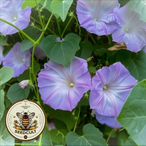 Rare Lavender Moon Vine Seeds, Night Blooming Morning Glory, Ipomoea muricata IP0810