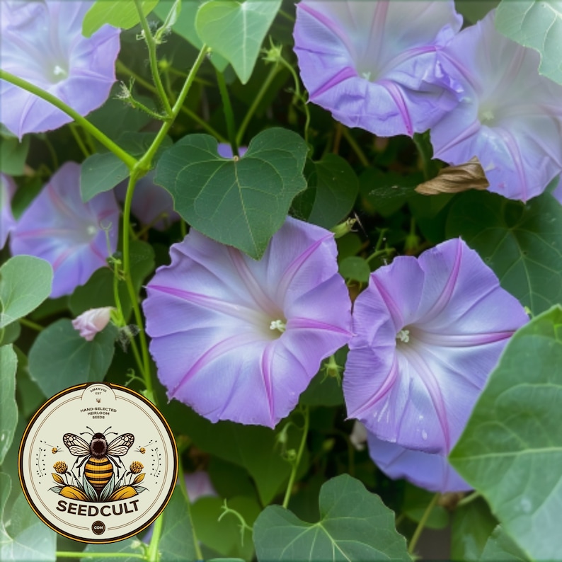 Rare Lavender Moon Vine Seeds, Night Blooming Morning Glory, Ipomoea muricata IP0810 image 1
