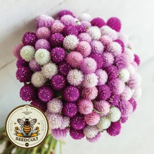 May include: A vibrant bouquet of globe amaranth flowers in shades of purple, pink, and white. The flowers are clustered together, creating a full, round shape. A circular logo with a bee and the text "SEEDCULT" is in the lower left corner.