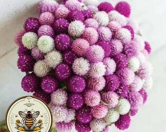 Grape Fizz Gomphrena Seeds, Purple, Lavender and White, Globe Amaranth GO1320
