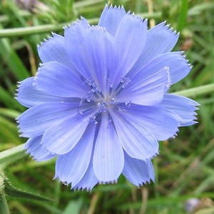May include: A close-up of a light blue chicory flower with a fringed edge. The flower is in focus, while the green grass in the background is blurred.