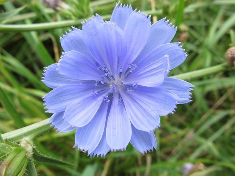 May include: A close-up of a light blue chicory flower with a fringed edge. The flower is in focus, while the green grass in the background is blurred.