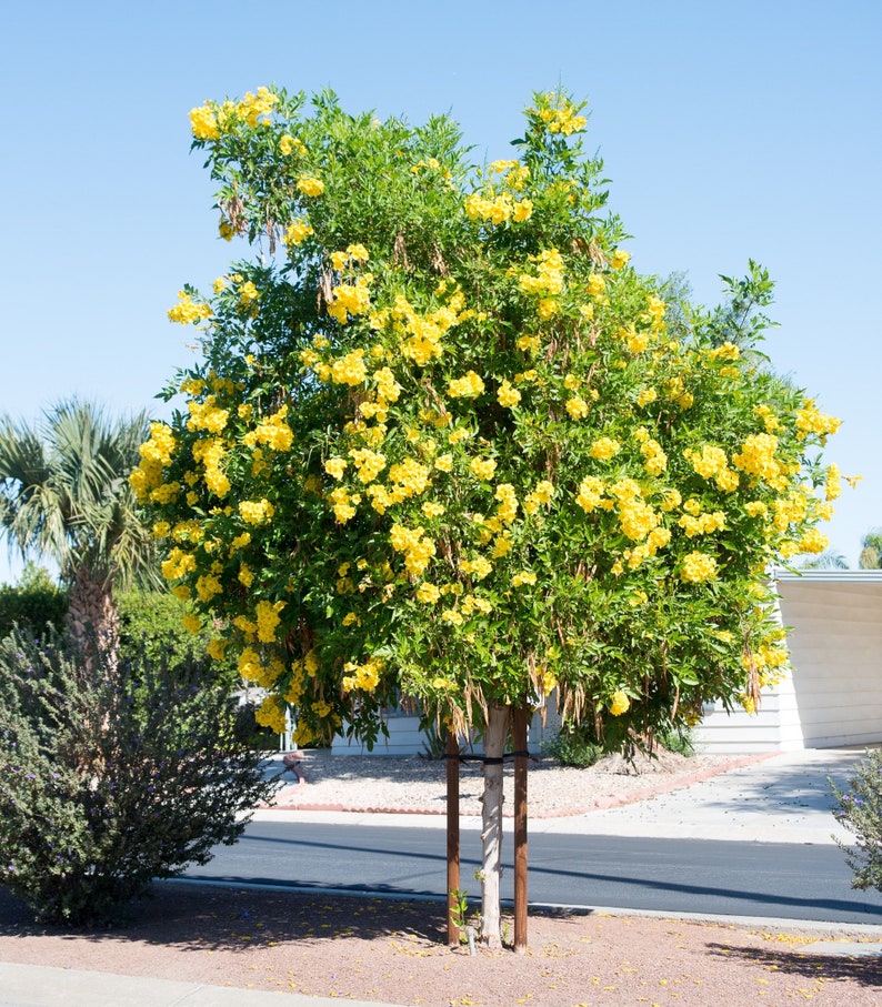 Texas Yellow Bell Bush Gold Star Esperenza Trumpet flower Etsy