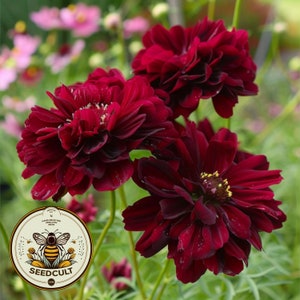 May include: Close-up of three dark burgundy cosmos flowers with layered petals and yellow centers. The flowers are in full bloom, set against a blurred background of green foliage and other flowers. A Seedcult logo is in the lower left corner.