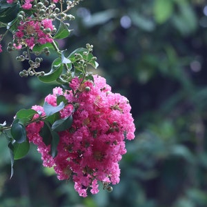 May include: A cluster of pink flowers with green leaves on a branch. The flowers are in bloom and have a delicate, feathery appearance.