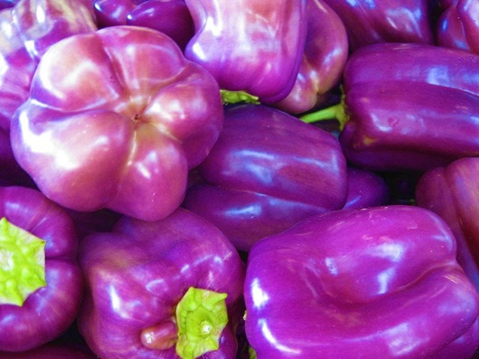 40 Organic Sweet Lilac Bell Pepper Seeds Sweet Peppers Etsy