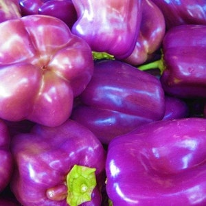 40 Organic Sweet Lilac Bell Pepper Seeds, Sweet Peppers, Capsicum Annuum CS0340