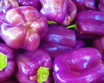 40 Organic Sweet Lilac Bell Pepper Seeds, Sweet Peppers, Capsicum Annuum CS0340