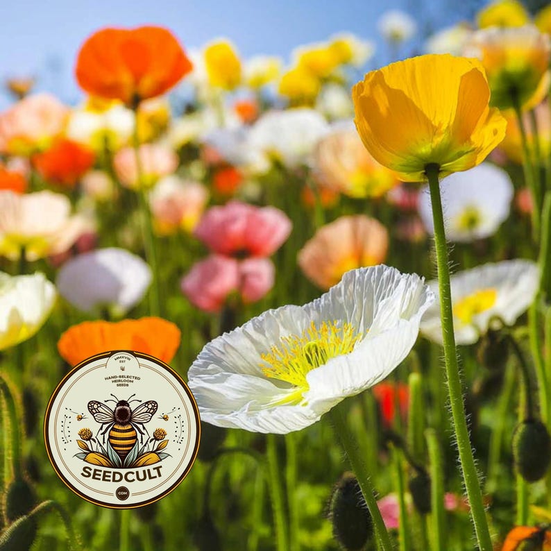 May include: A field of vibrant poppies in shades of orange, yellow, and white with green stems. A circular logo in the bottom left corner features a bee illustration and the text SEEDCULT, HAND-SELECTED HEIRLOOM SEEDS, and SEEDCULT.COM.