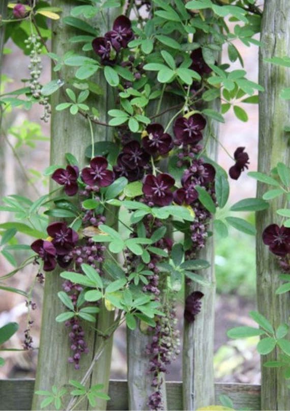 Chocolate Vine Seeds, Akebia Quinata, Five Leaf Akebia Vine