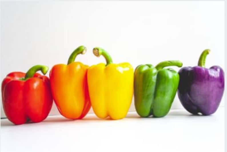 30 Organic Rainbow Bell Pepper Seeds, Assorted Sweet Peppers, Capsicum Annuum CS0430 image 1