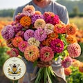 Bulk Giant Dahlia Flowered Zinnia Seeds, Zinnia Elegans ZE151C