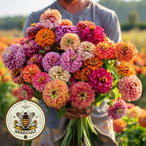 Bulk Giant Dahlia Flowered Zinnia Seeds, Zinnia Elegans ZE151C