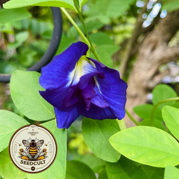 Organic Double Butterfly Pea Seeds, Clitoria Ternatea CL0210