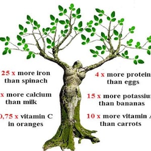 May include: An illustrated tree figure with green leaves and branches, with text comparing its nutritional value to other foods. The text states the tree has more iron than spinach, calcium than milk, and vitamin C than oranges.