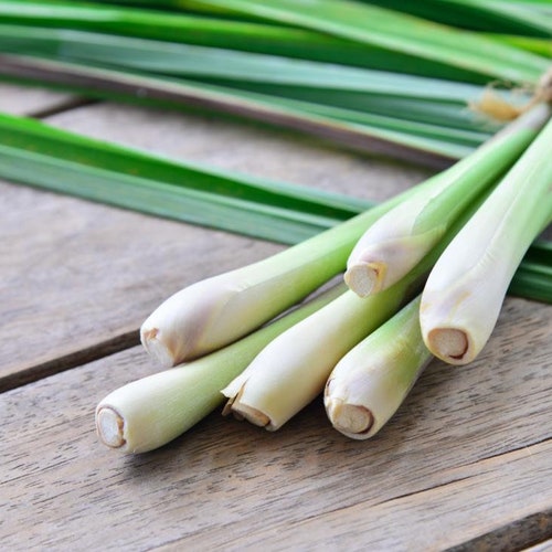 Lemongrass seeds deals