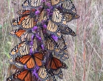 100 AIMANTS PAPILLON ! Graines Meadow Blazing Star, graines aimant monarque, Liatrus Ligulistylis LI401C