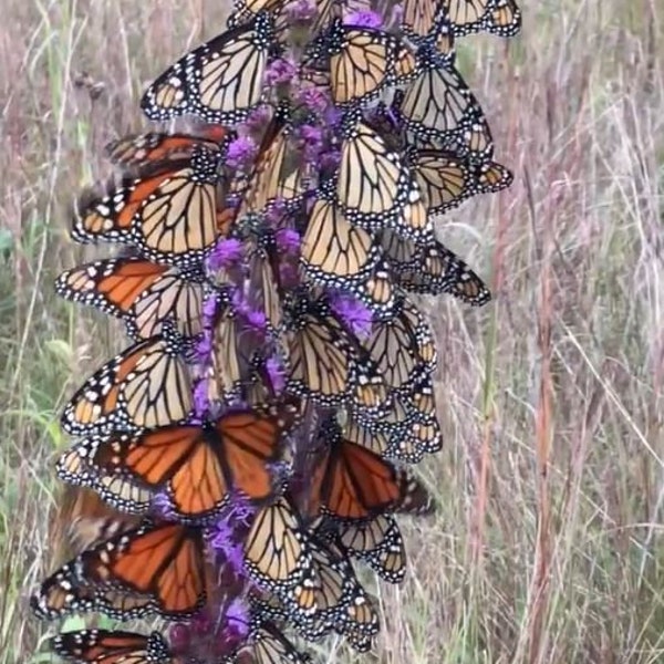 100 BUTTERFLYMAGNET! Meadow Blazing Star Seeds, Monarch magnet seeds, Liatrus Ligulistylis LI401C