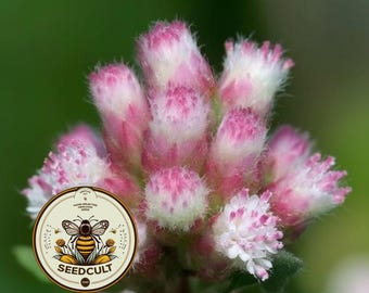 NEW! Red Pussytoes Seeds, Groundcover, Antennaria Dioica Rubra, Mountain Everlasting, Perennial AT3020