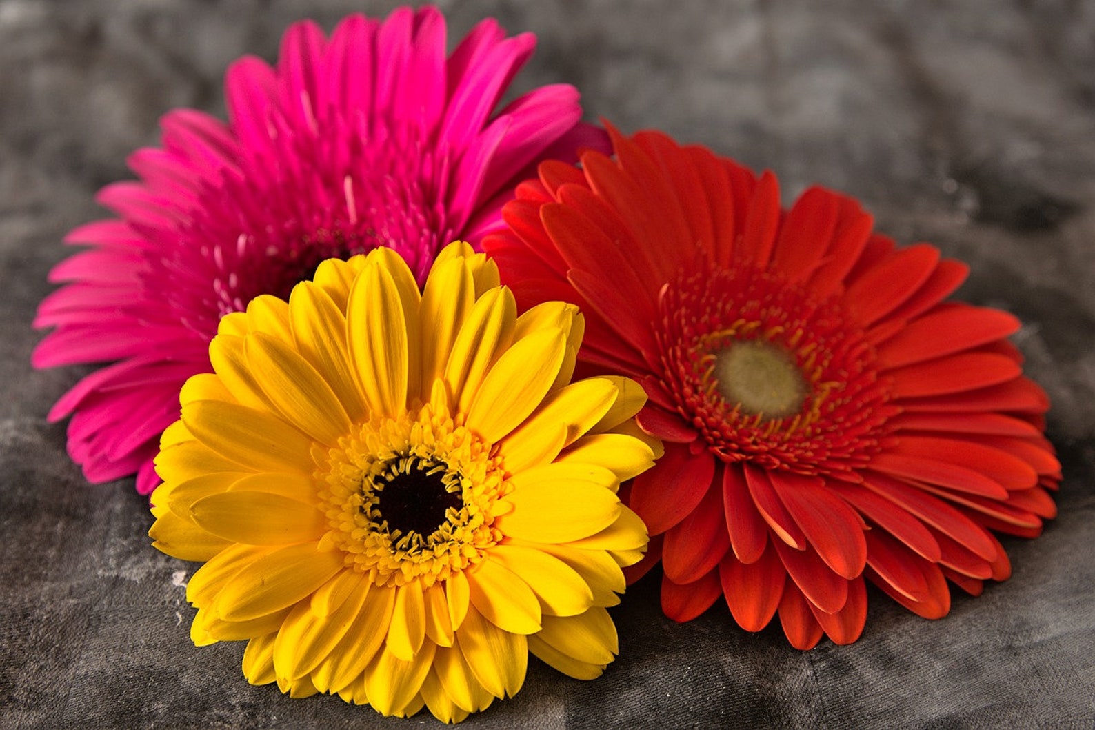 10 Giant Gerbera Daisy Hybrid Seeds Mix Gerbera Jamesonii Etsy