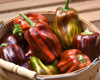 Rare Candy Cane Chocolate Cherry Sweet Bell Pepper Seeds, Variegated Foliage, Hybrid Capsicum Annuum CS0810