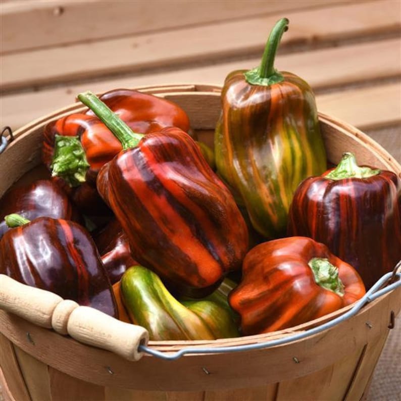 SeedCult Sweet Bell Pepper Seeds