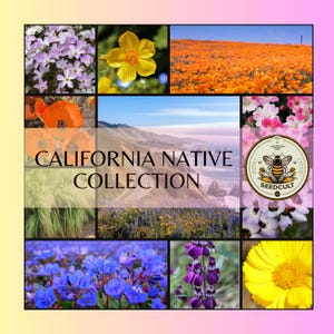 May include: A collage of images featuring California native wildflowers, including poppies, lupine, and yellow flowers. The text "CALIFORNIA NATIVE COLLECTION" is displayed in the center of the collage. A logo for Seedcult is also included.
