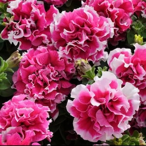 Double Pirouette Rose Petunia Seeds, Pelleted for easier sowing and germination, Petunia Hybrida PE5425P