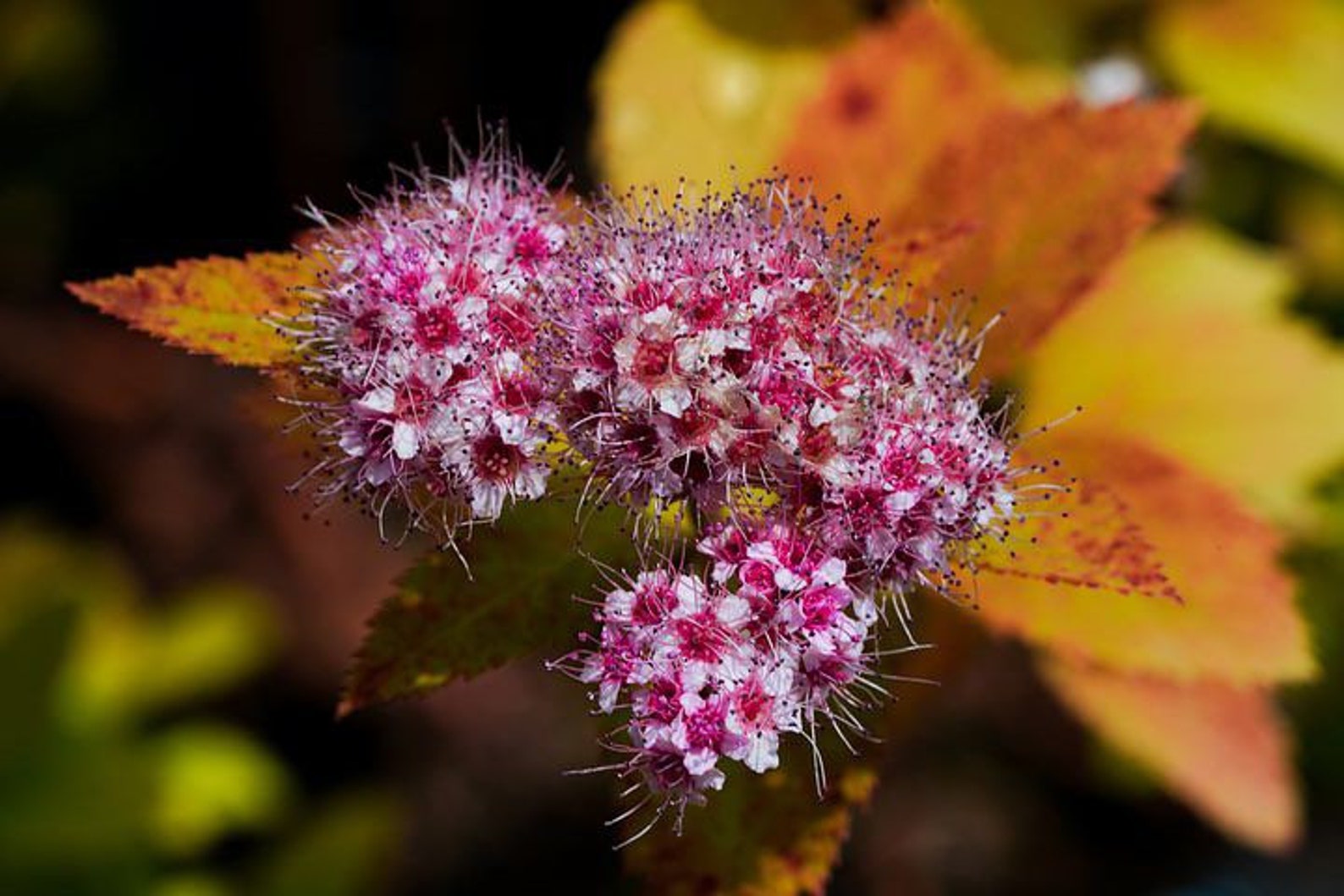 200 Japanese Meadowsweet Seeds Spirea Japonica Hot Pink Etsy