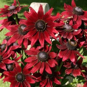 May include: A vibrant bouquet of dark red coneflowers with prominent black centers. The petals are a deep burgundy hue, creating a striking contrast against the green background. The flowers are clustered together, showcasing their unique shape.