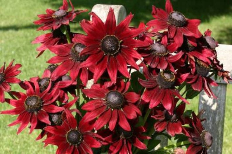 May include: A vibrant bouquet of dark red coneflowers with prominent black centers. The petals are a deep burgundy hue, creating a striking contrast against the green background. The flowers are clustered together, showcasing their unique shape.