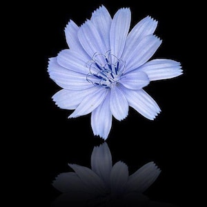 May include: A single light blue chicory flower with a dark blue center, isolated against a black background. The flower is reflected in the surface below.