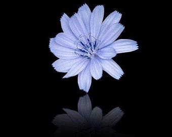 Bulk Blue Chicory Seeds, Coffee Substitute, Medicinal Herb, Cichorium intybus CI011C