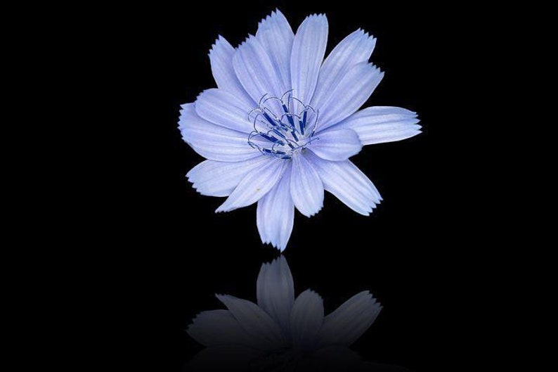 May include: A single light blue chicory flower with a dark blue center, isolated against a black background. The flower is reflected in the surface below.