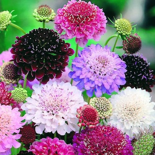 Eight Color Mix Scabiosa Flower Seeds, Pincushion, Scabiosa Atropurpurea SC0230