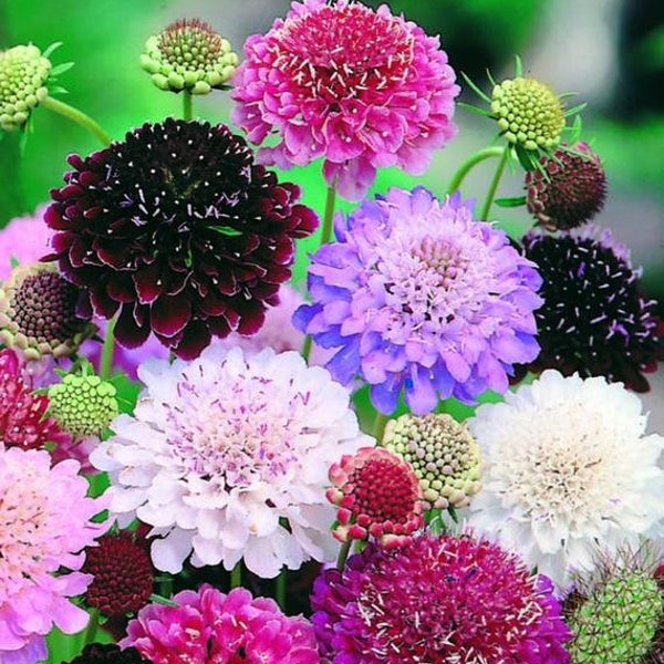 Eight Color Mix Scabiosa Flower Seeds, Pincushion, Scabiosa Atropurpurea SC0230