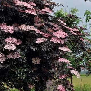 Black Frills Elderberry Seeds, Sambucus Nigra, SB3310