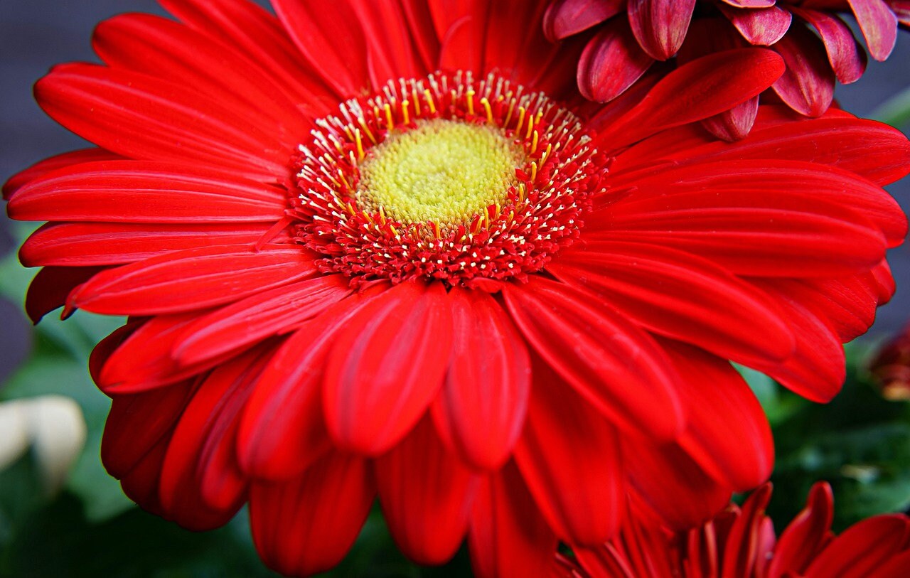 10 Giant Gerbera Daisy Hybrid Seeds Mix Gerbera Jamesonii Etsy