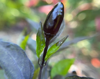 Royal Black Pepper Seeds, Edible Ornamental, Capsicum Annuum CH1810