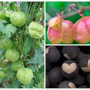 May include: Close-up of a vine with green heart-shaped seed pods. The pods are open and reveal black seeds with a white heart-shaped design.