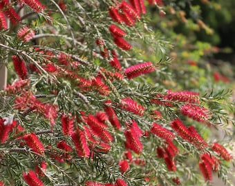 200 Red Bottlebrush Seeds, Callistemon Rigidus CN902C