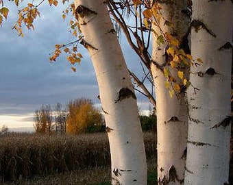 500 White Birch Tree Seeds, Silver European Birch, Betula Pendula BE015C