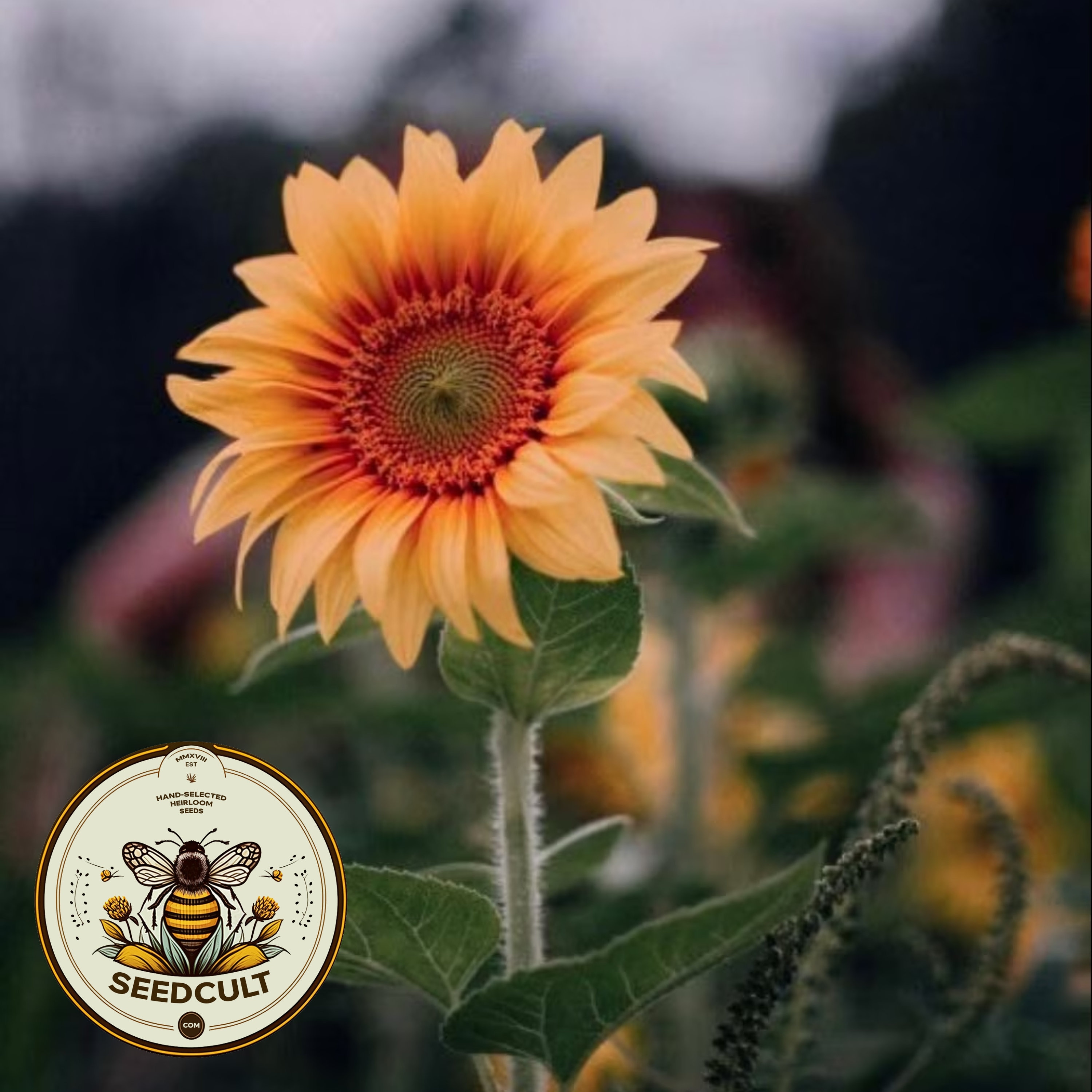 Sunfinity® Double Yellow | Syngenta Flowers