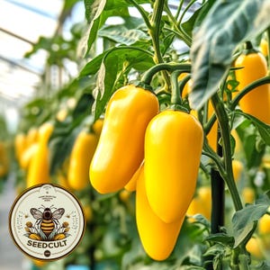 May include: Close-up of yellow bell peppers growing on a vine in a greenhouse. The peppers are bright yellow and have a smooth, glossy skin. The vine is green and has many leaves. The peppers are hanging from the vine and are ready to be harvested.
