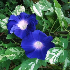 NEW! Variegated Foliage Sun Smile Blue Morning Glory Ground Cover Seeds, Not a vine! Ipomoea Purpurea IP1310