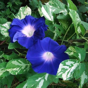 NEW! Variegated Foliage Sun Smile Blue Morning Glory Ground Cover Seeds, Not a vine! Ipomoea Purpurea IP1310